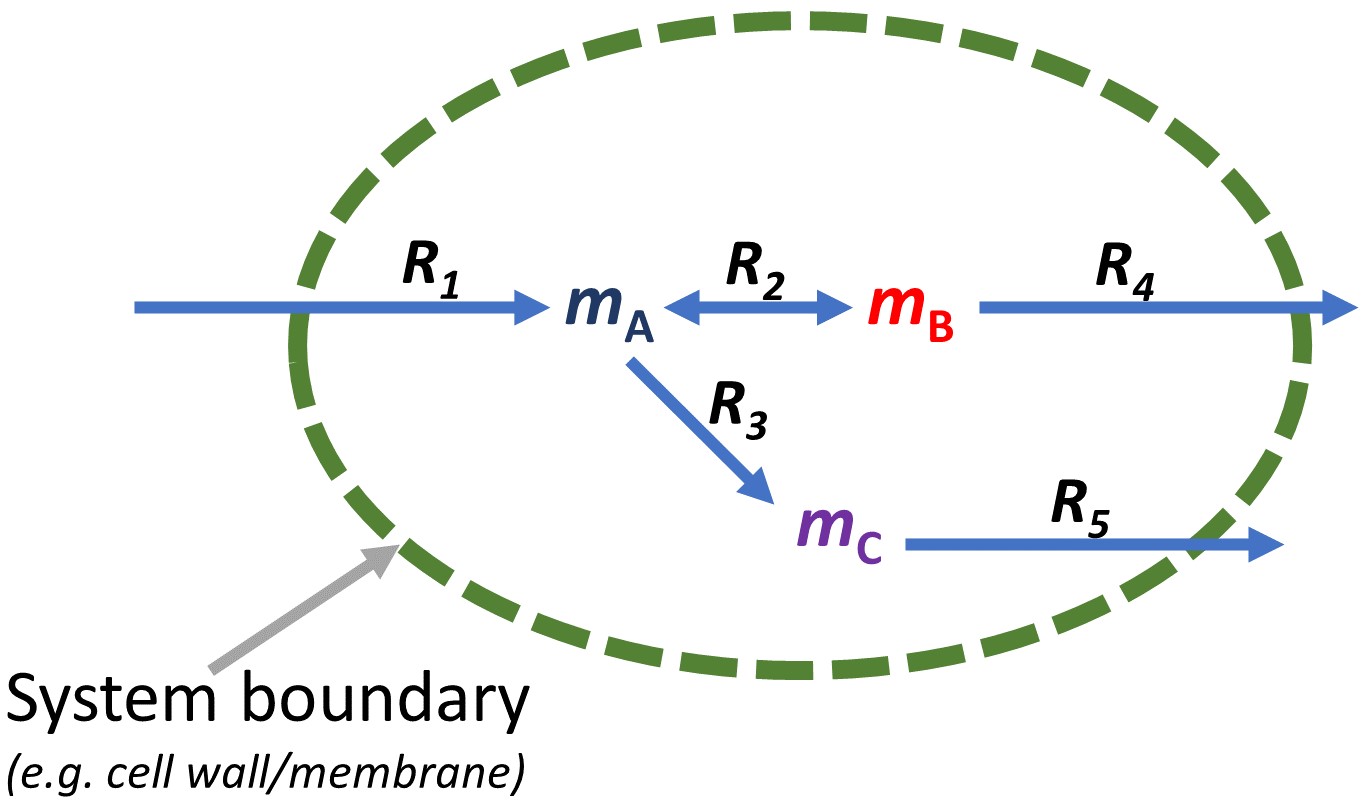 Biological System Boundary